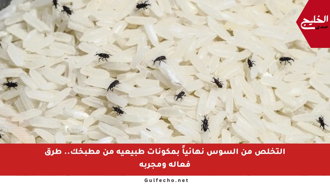 التخلص من السوس نهائياً بمكونات طبيعية من مطبخك.. طرق فعالة ومجربة